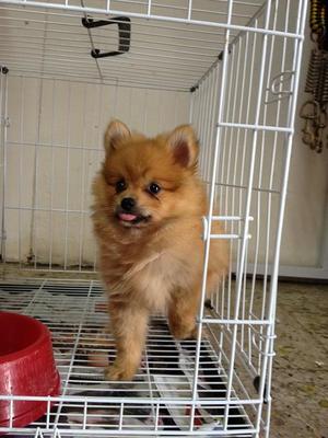 PF40045 - Pomeranian Dog