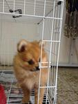 PF40045 - Pomeranian Dog