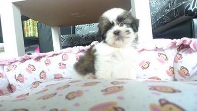 Shih Tzu Thick Coated - Shih Tzu Dog