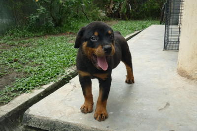 PF40066 - Rottweiler Dog