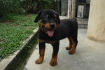 PF40066 - Rottweiler Dog