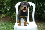 PF40066 - Rottweiler Dog