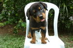 PF40066 - Rottweiler Dog