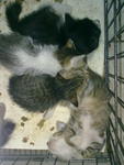 5 Kittens - Domestic Medium Hair Cat