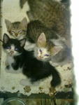 5 Kittens - Domestic Medium Hair Cat