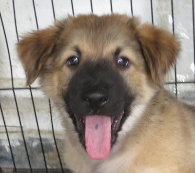 Alladin - German Shepherd Dog Mix Dog