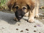 Alladin - German Shepherd Dog Mix Dog