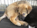 Alladin - German Shepherd Dog Mix Dog