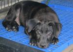  Handsome Ali - Mixed Breed Dog