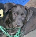  Handsome Ali - Mixed Breed Dog