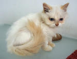 Mix Persian Kitten - Persian + Domestic Long Hair Cat