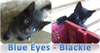 *blue Eyes - Blackie* - Domestic Medium Hair Cat