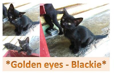 *golden Eyes- Blackie* - Domestic Medium Hair Cat