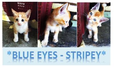 *blue Eyes- Stripey* - Domestic Medium Hair Cat