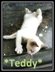 *teddy* - Siamese + Domestic Short Hair Cat