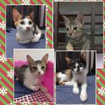 4 Kitten  - Domestic Short Hair Cat