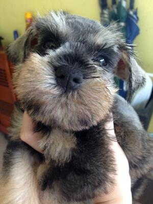 Miniature Schnauzer With Mka - Schnauzer Dog