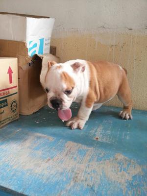 Antonio - English Bulldog Dog