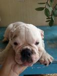 Antonio - English Bulldog Dog