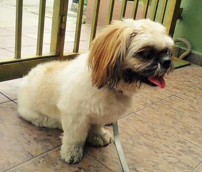 PF40136 - Shih Tzu Dog