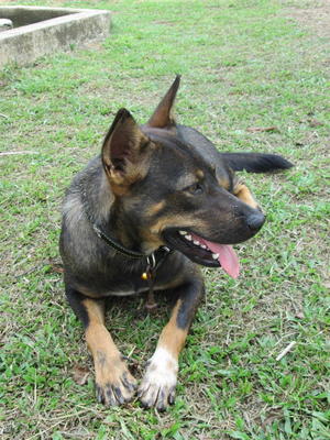 Morie - Mixed Breed Dog