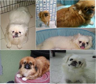 Adult Pekingese - Pekingese Dog