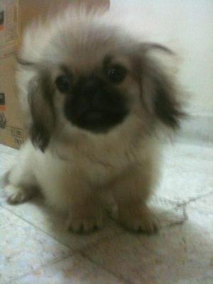 Pekingese Puppy - Pekingese Dog