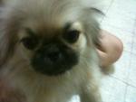 Pekingese Puppy - Pekingese Dog