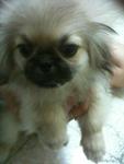 Pekingese Puppy - Pekingese Dog