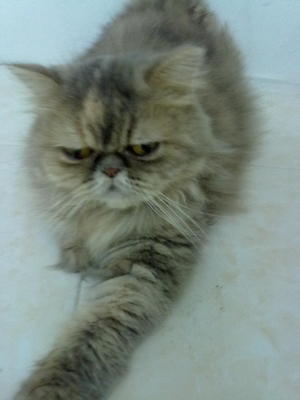 Lolo - Persian Cat