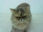 Lolo - Persian Cat