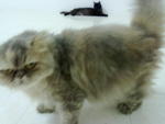 Lolo - Persian Cat