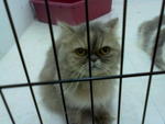 Lolo - Persian Cat