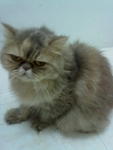 Lolo - Persian Cat