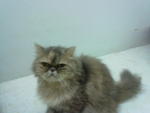 Lolo - Persian Cat