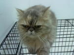 Lolo - Persian Cat