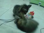 Kitten A And Kitten B - Domestic Long Hair + Domestic Short Hair Cat