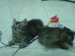 Kitten A And Kitten B - Domestic Long Hair + Domestic Short Hair Cat