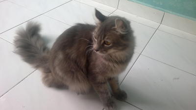 Sushi - American Curl + British Shorthair Cat