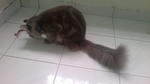 Sushi - American Curl + British Shorthair Cat