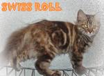 Swiss Roll - Persian + Maine Coon Cat