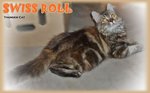 Swiss Roll - Persian + Maine Coon Cat