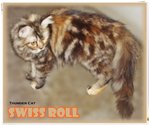 Swiss Roll - Persian + Maine Coon Cat