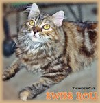 Swiss Roll - Persian + Maine Coon Cat