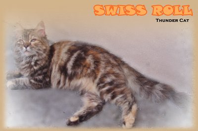 Swiss Roll - Persian + Maine Coon Cat