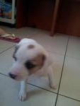 Dawn - Mixed Breed Dog