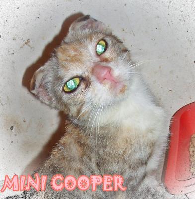 Mini Cooper - Scottish Fold Cat