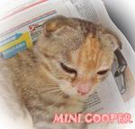 Mini Cooper - Scottish Fold Cat