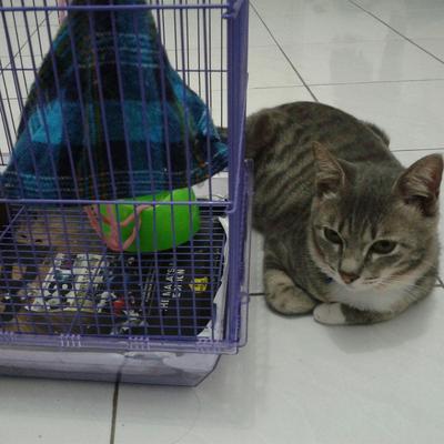 Abang - Domestic Short Hair Cat