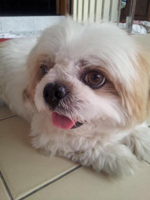 Derby - Shih Tzu Dog